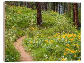 Trätavla Ponderosa pines and arrowroot balsam root in the forest