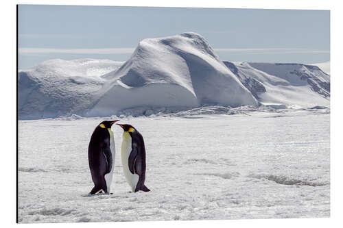 Tableau en aluminium Two emperor penguins stand in the icy landscape