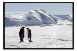 Gerahmter Kunstdruck Zwei Kaiserpinguine stehen in der eisigen Landschaft