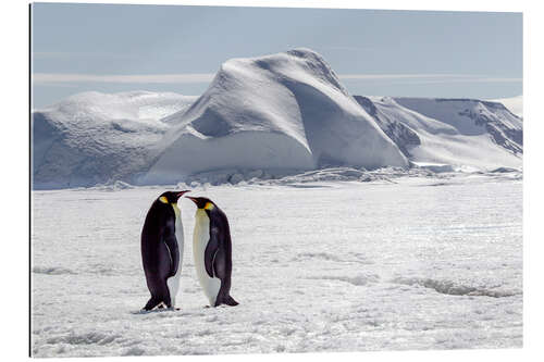 Tableau en plexi-alu Two emperor penguins stand in the icy landscape