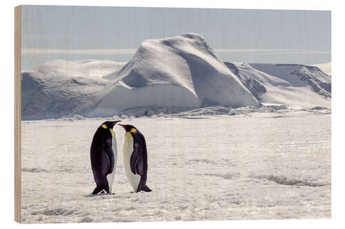 Quadro de madeira Two emperor penguins stand in the icy landscape