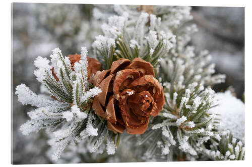 Cuadro de metacrilato Rime-covered pinyon pine
