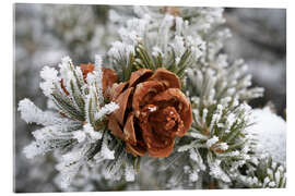 Cuadro de metacrilato Rime-covered pinyon pine