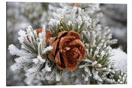 Aluminiumsbilde Rime-covered pinyon pine