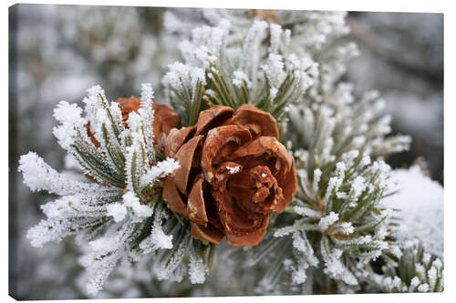Canvas print Rime-covered pinyon pine