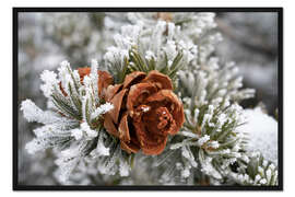Gerahmter Kunstdruck Raureifbedeckte Pinyon-Kiefer