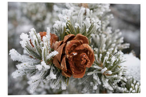 Bilde på skumplate Rime-covered pinyon pine