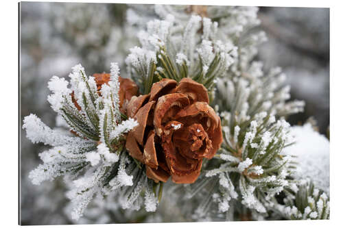 Cuadro de plexi-alu Rime-covered pinyon pine