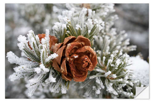Sisustustarra Rime-covered pinyon pine