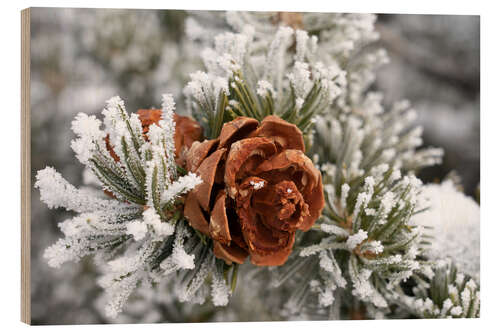 Cuadro de madera Rime-covered pinyon pine