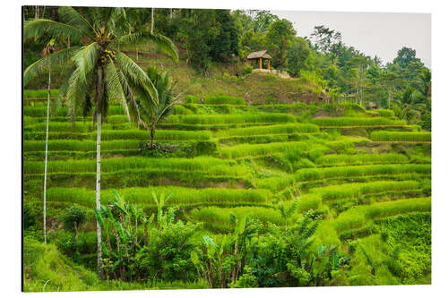 Aluminium print Rice fields at Tegallalang Rice Terrace, Bali, Indonesia I