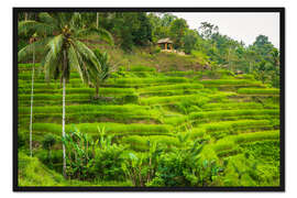 Gerahmter Kunstdruck Reisfelder auf der Tegallalang Reisterrasse, Bali, Indonesien I