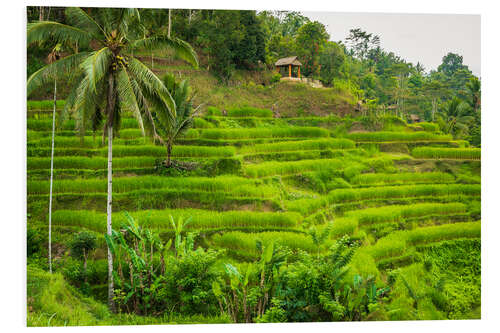 Foam board print Rice fields at Tegallalang Rice Terrace, Bali, Indonesia I