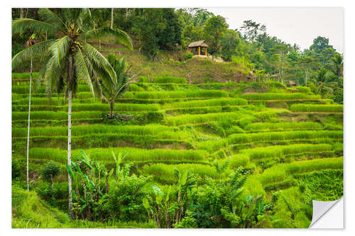 Selvklæbende plakat Rice fields at Tegallalang Rice Terrace, Bali, Indonesia I