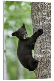 Aluminium print Black bear cub climbing tree