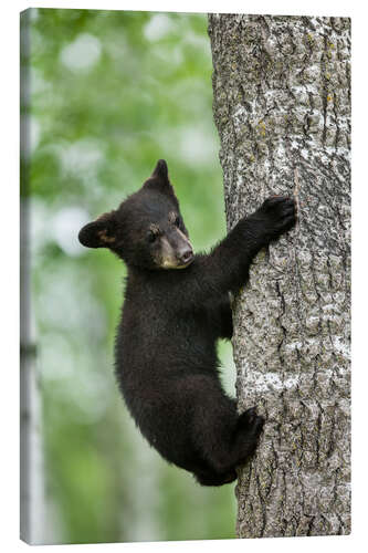 Canvas print Black bear cub climbing tree