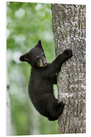 Tableau en PVC Black bear cub climbing tree