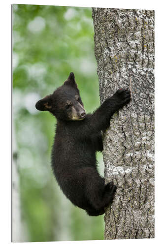 Cuadro de plexi-alu Black bear cub climbing tree