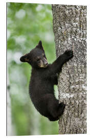 Gallery print Black bear cub climbing tree