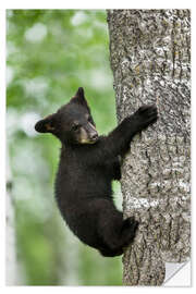 Vinilo para la pared Black bear cub climbing tree