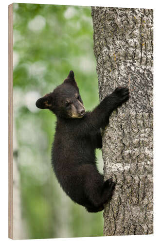Cuadro de madera Black bear cub climbing tree
