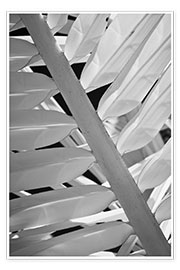 Kunstwerk  Infrared image of palm trees - Terry Eggers