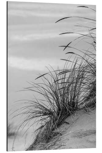 Aluminium print Grasses in the Dunes I