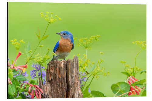 Aluminium print Blue light bird on a fence post