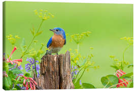 Canvas print Blue light bird on a fence post