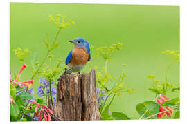 Foam board print Blue light bird on a fence post