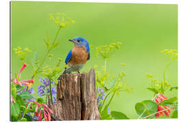 Gallery print Blue light bird on a fence post