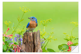 Vinilo para la pared Blue light bird on a fence post