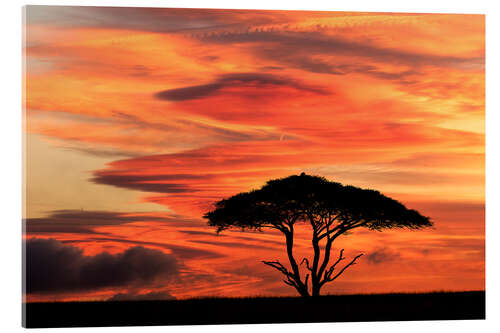 Tableau en verre acrylique Acacia tree at sunset