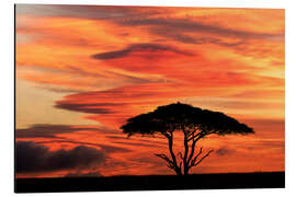 Aluminium print Acacia tree at sunset