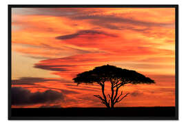 Gerahmter Kunstdruck Akazienbaum bei Sonnenuntergang
