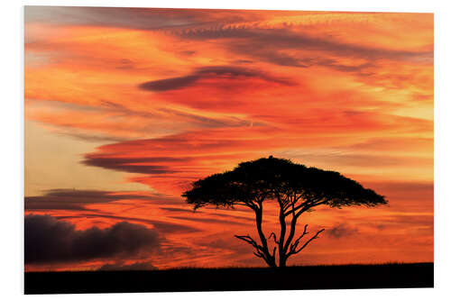 Foam board print Acacia tree at sunset