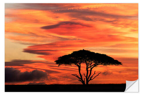 Sisustustarra Acacia tree at sunset