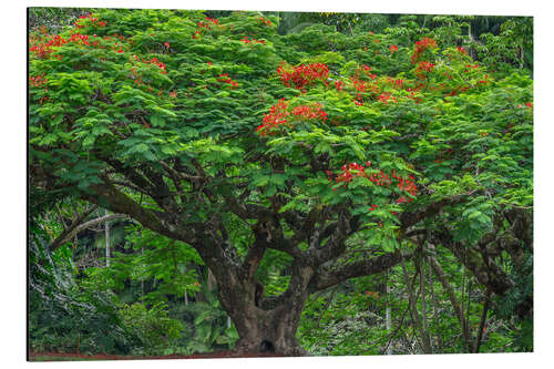 Cuadro de aluminio Blooming Royal Poinciana in Waikaumalo Park