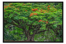 Gerahmter Kunstdruck Blühende Königspoinciana im Waikaumalo Park
