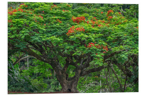 Quadro em PVC Blooming Royal Poinciana in Waikaumalo Park