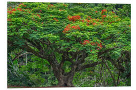 Hartschaumbild Blühende Königspoinciana im Waikaumalo Park