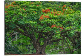 Gallery Print Blühende Königspoinciana im Waikaumalo Park