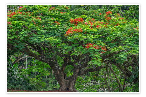 Póster Blooming Royal Poinciana in Waikaumalo Park