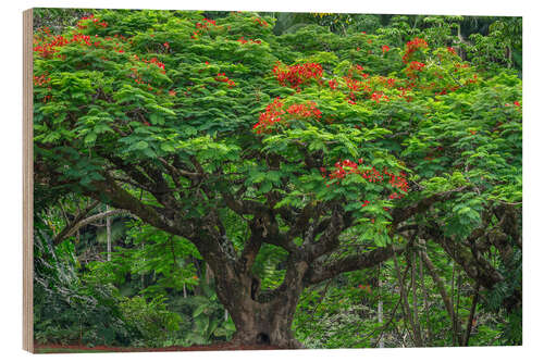 Holzbild Blühende Königspoinciana im Waikaumalo Park