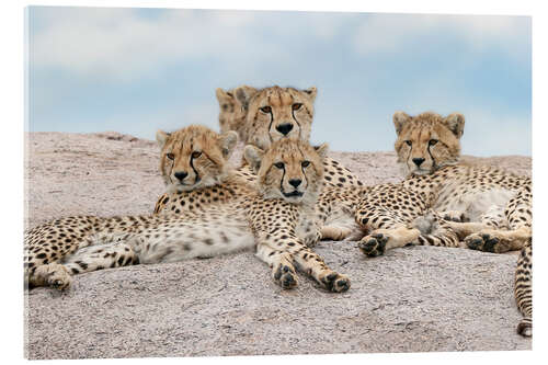Akrylbilde Cheetah with her cubs