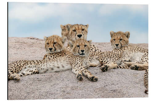 Aluminium print Cheetah with her cubs