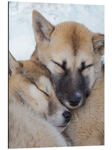 Aluminium print Sled dogs