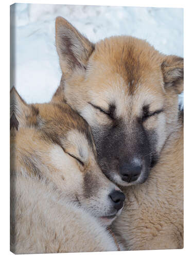 Tableau sur toile Sled dogs