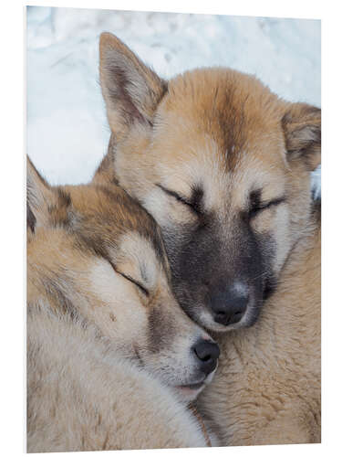 Foam board print Sled dogs