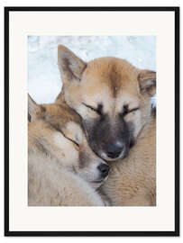Gerahmter Kunstdruck Schlittenhunde